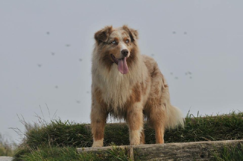 Eagle Creek's Friendsheep