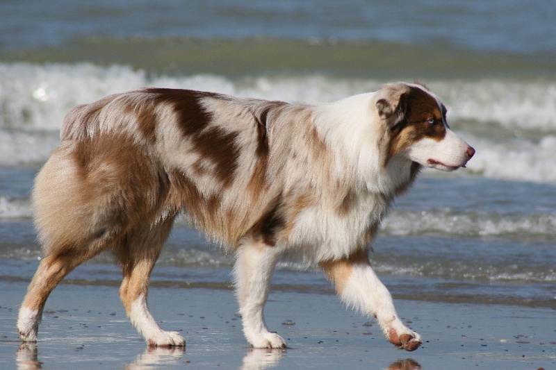 Les chiens issus de Sweep et de Twister