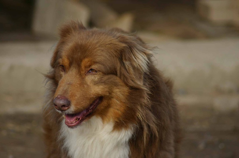 L'aussie