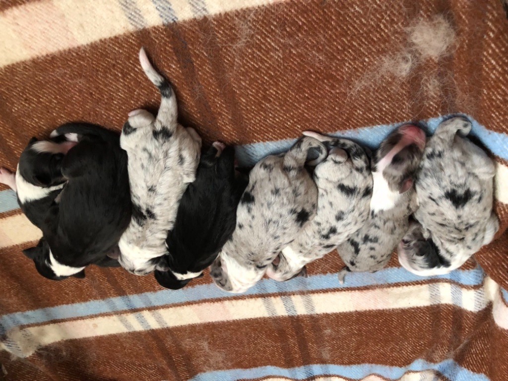 Chiot Berger Australien Eagle Creek's